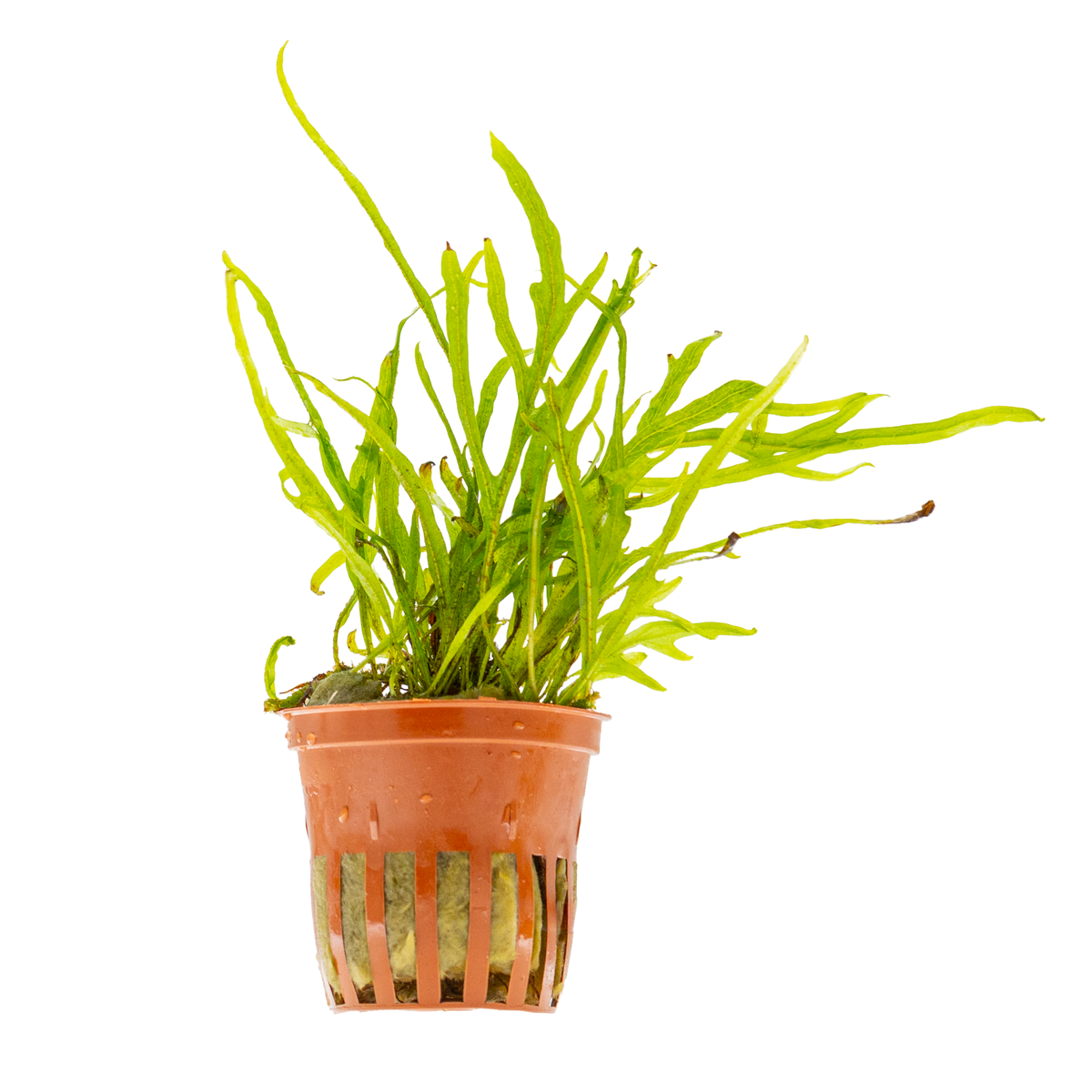 Microsorum pteropus 'Trident'
