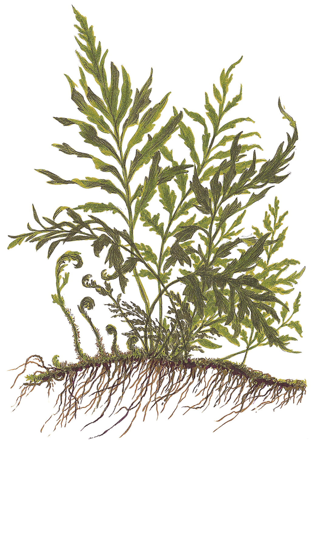Bolbitis heudelotii