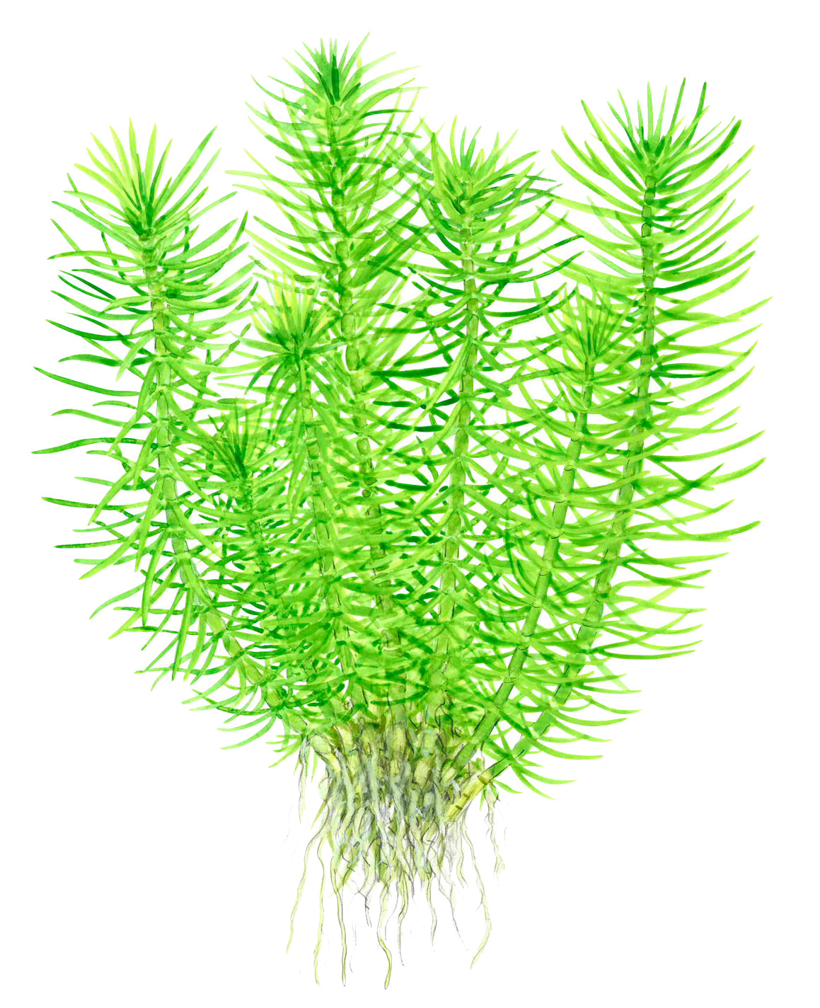 Pogostemon deccanensis