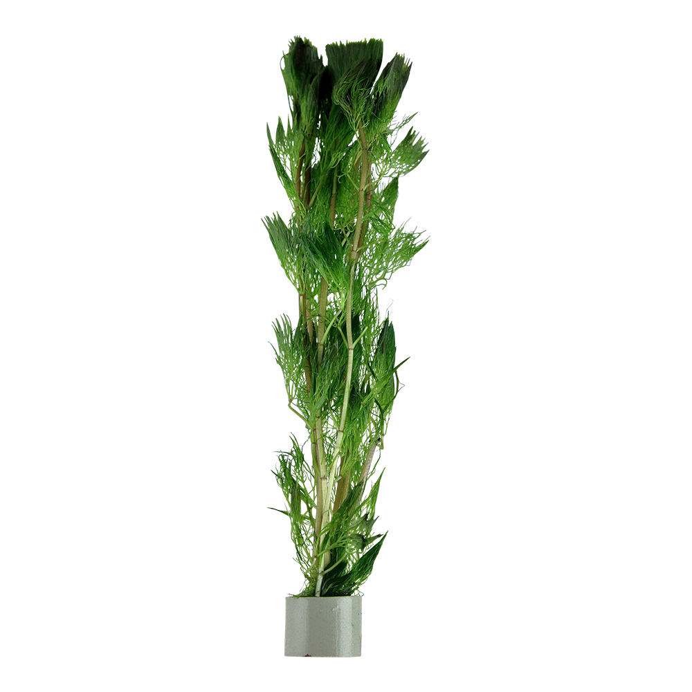 Cabomba aquatica
