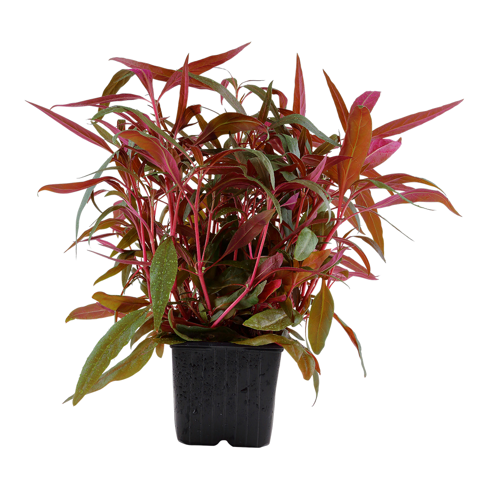 Alternanthera reineckii 'Pink'