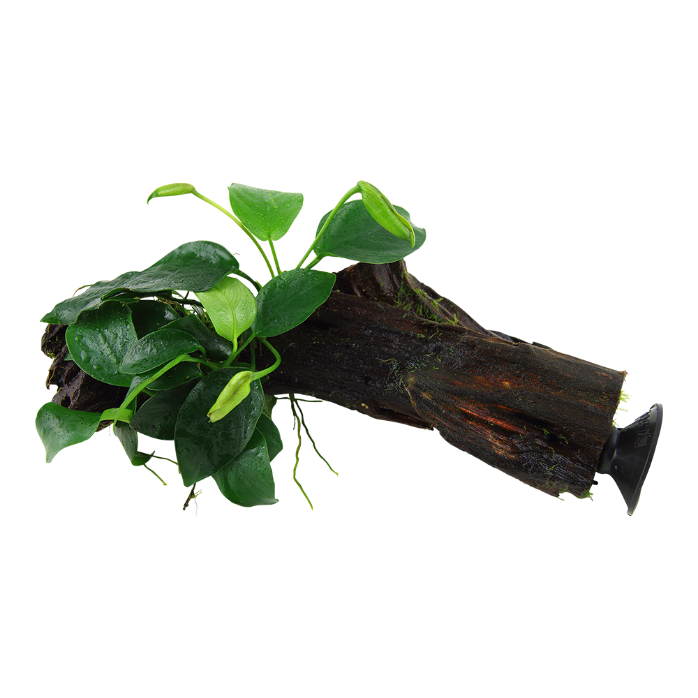 Anubias barteri nana