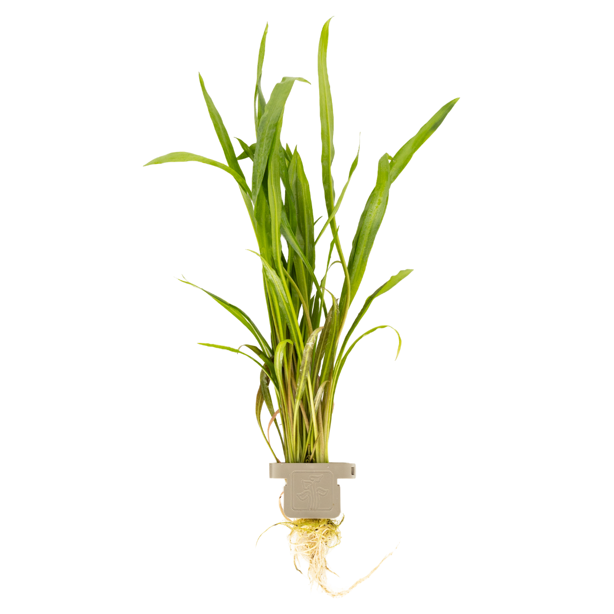 Cryptocoryne spiralis 'Red'