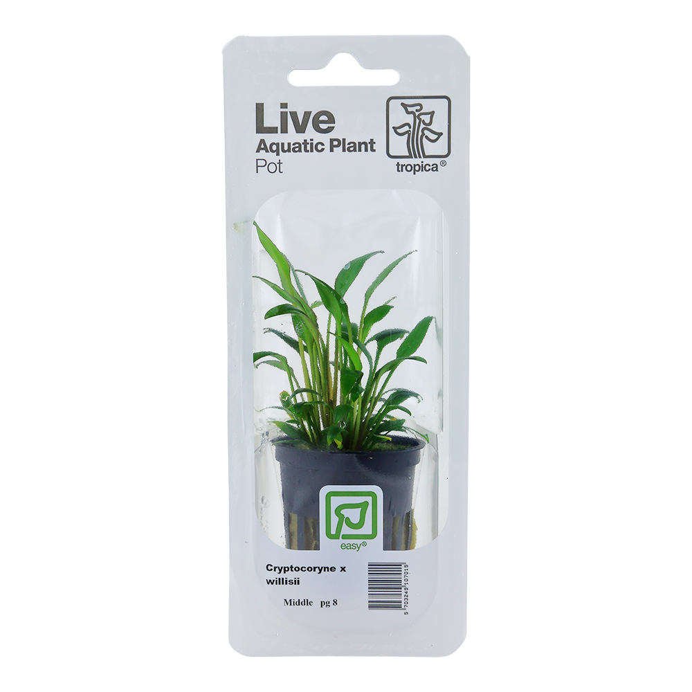 Cryptocoryne x willisii