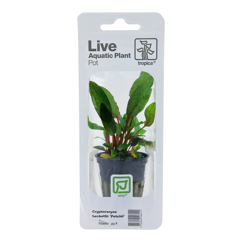 Cryptocoryne beckettii 'Petchii'