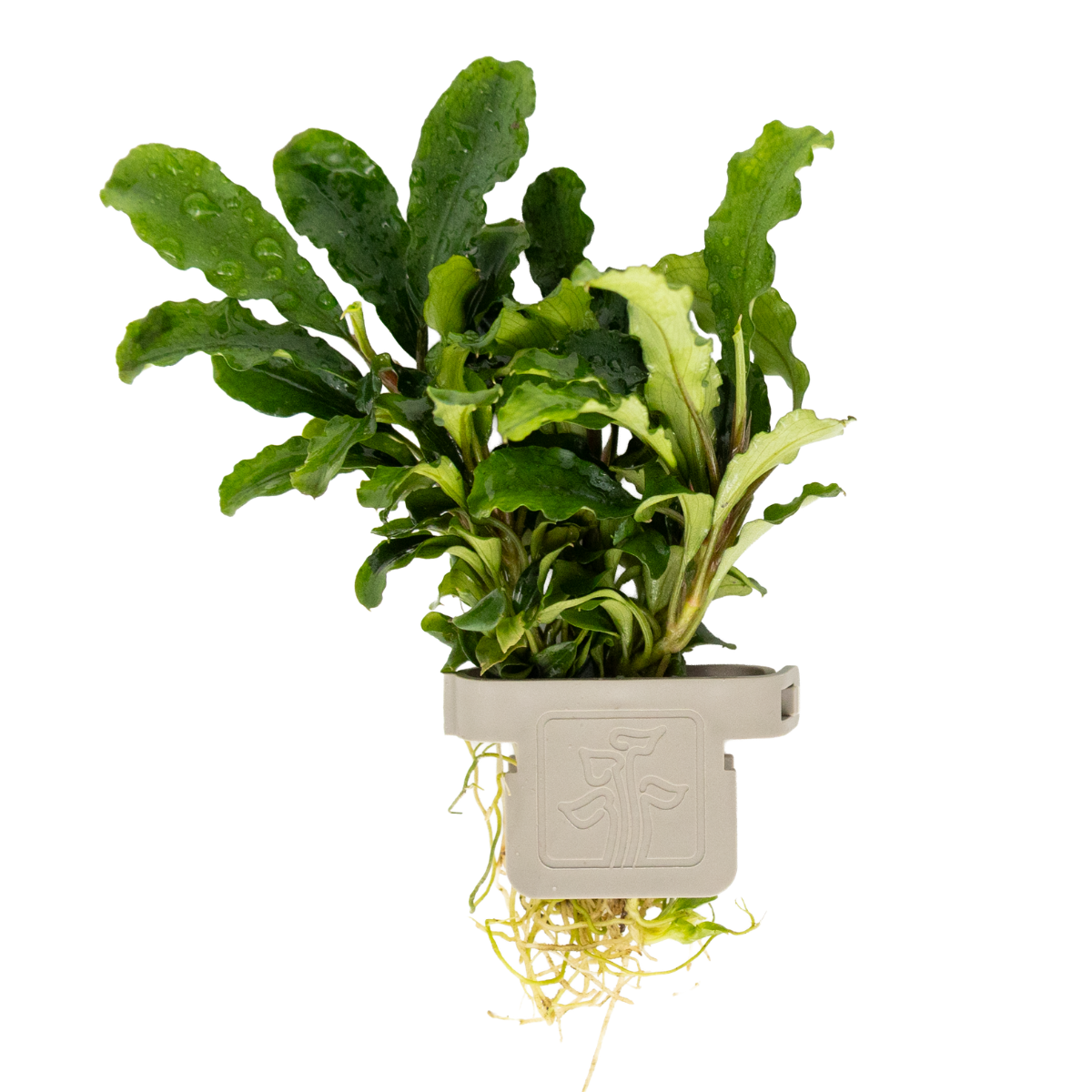 Bucephalandra pygmaea 'Bukit Kelam'