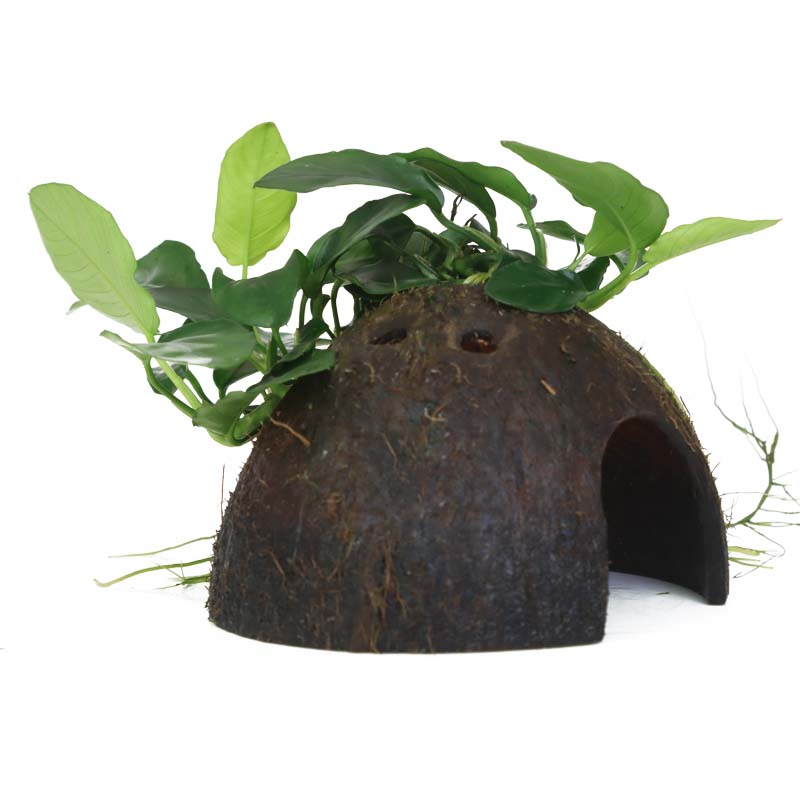 Anubias barteri nana