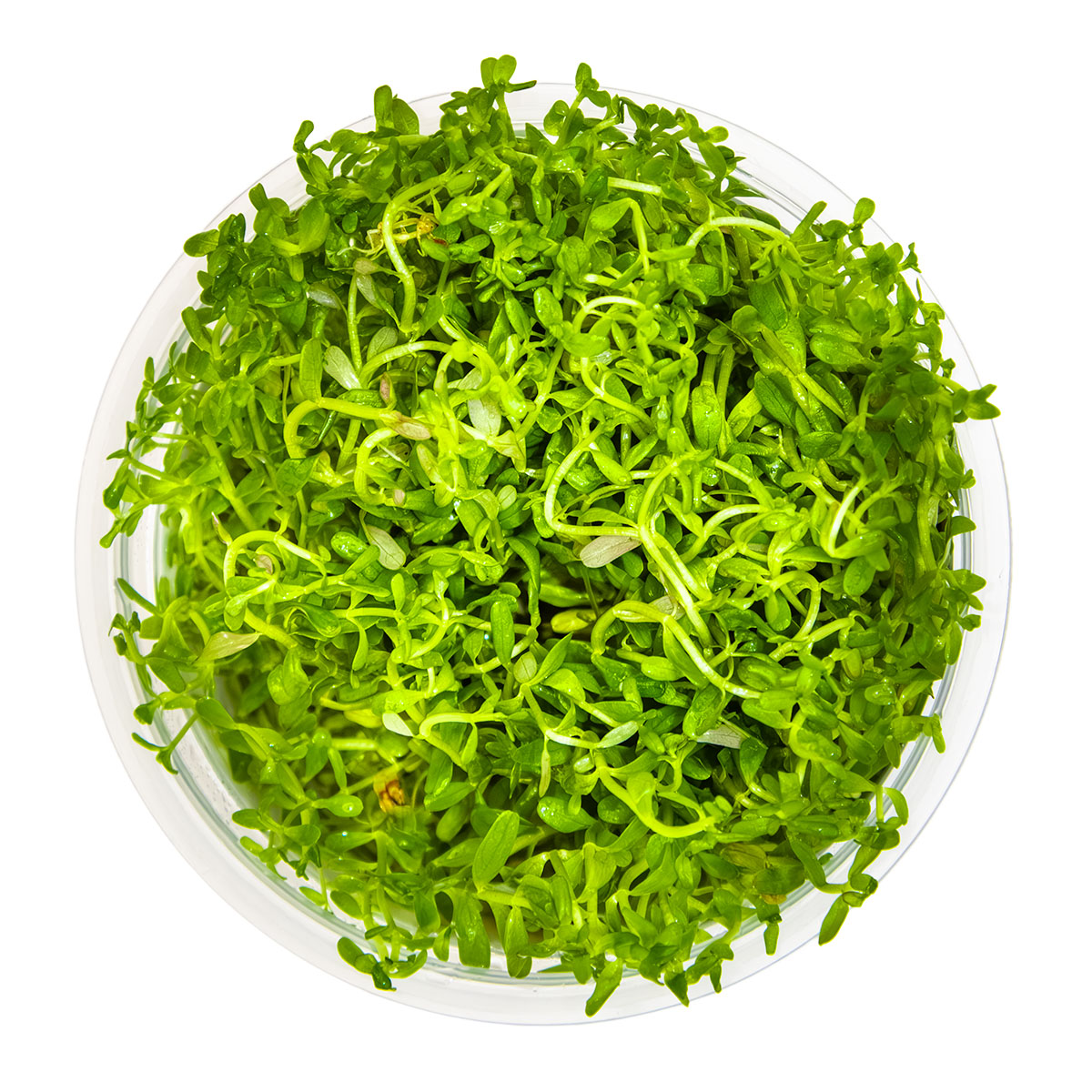 Rotala rotundifolia 'H'ra'
