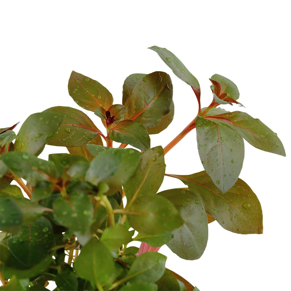 Ludwigia repens 'Rubin'
