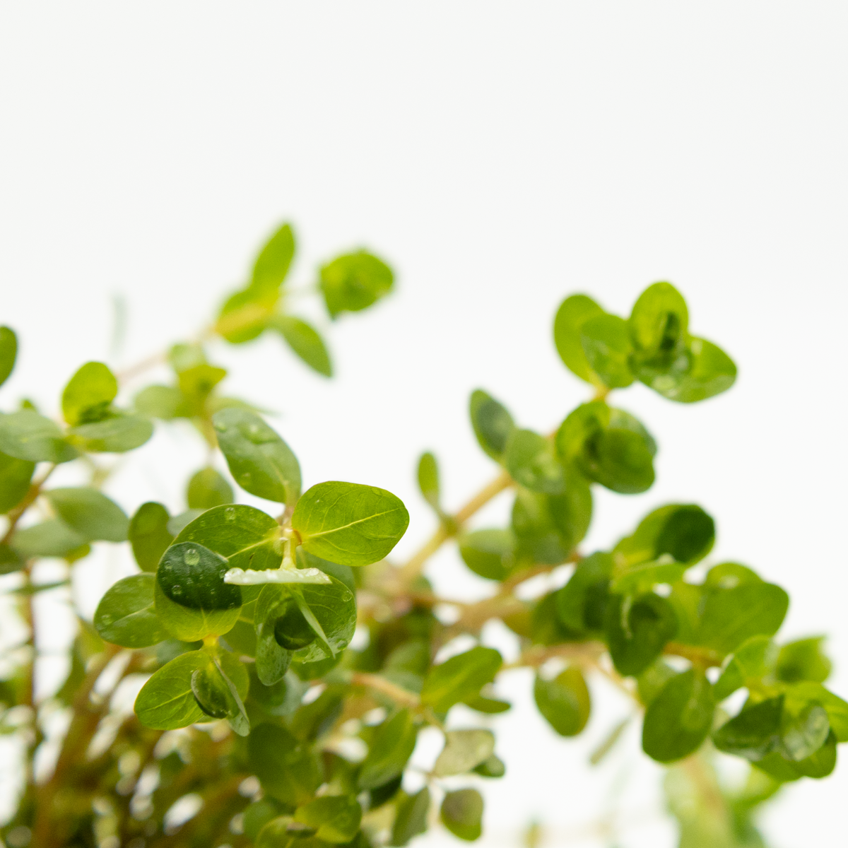 Rotala rotundifolia