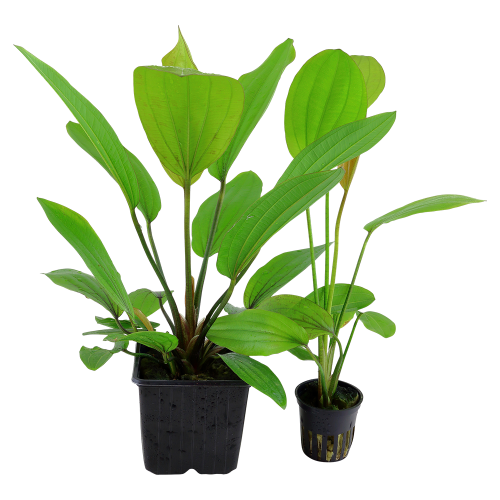 Echinodorus 'Rosé'