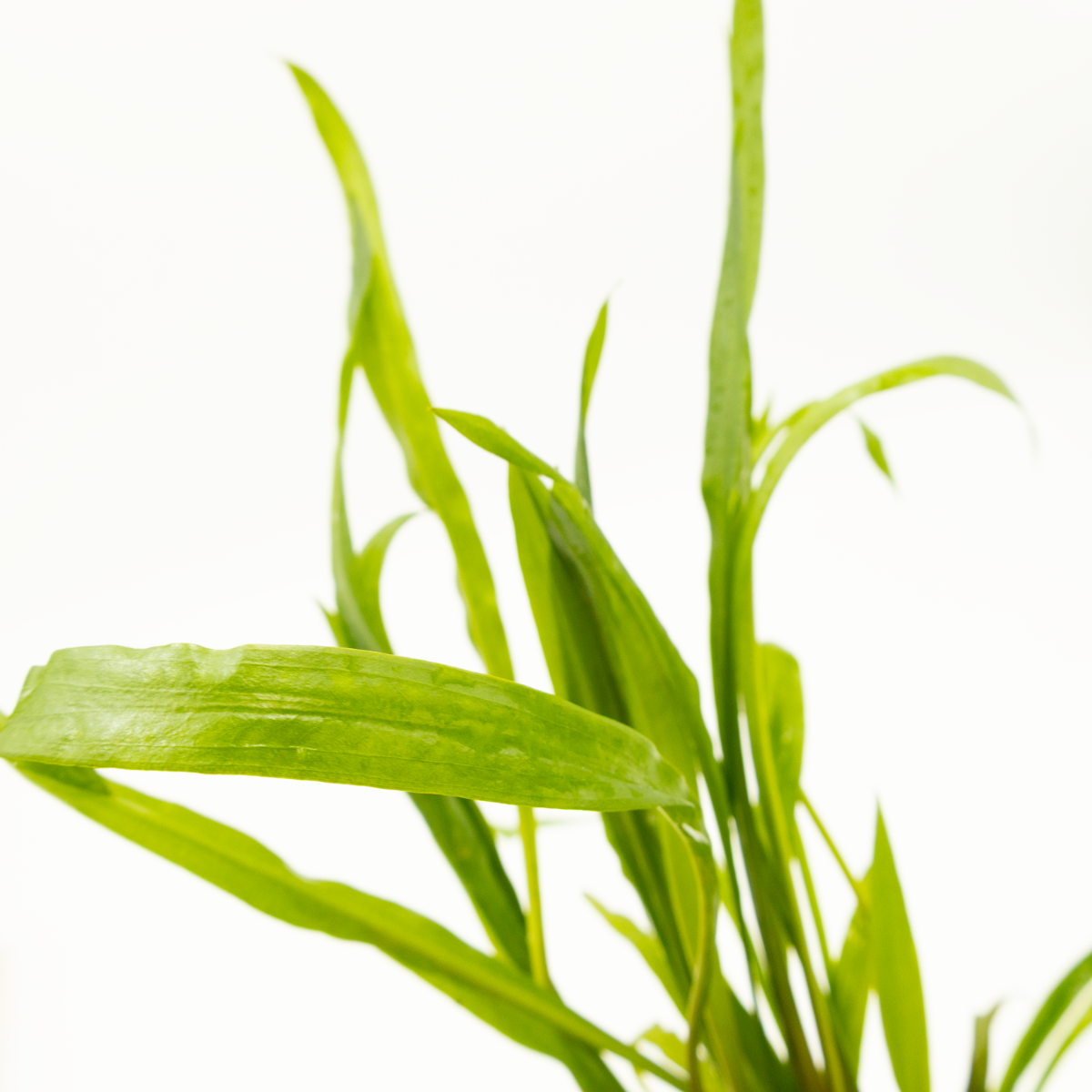 Cryptocoryne spiralis 'Red'
