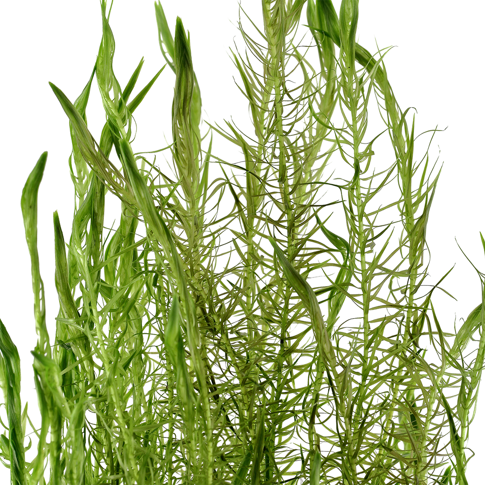 Mayaca fluviatilis