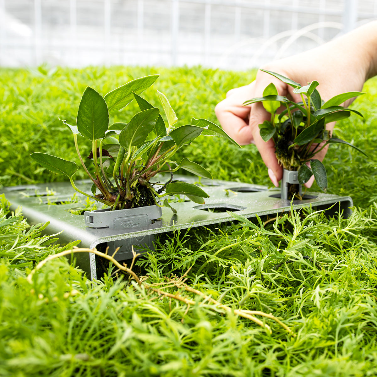 Plant frame - Aluminium (15 Clips) - 20x27x3cm