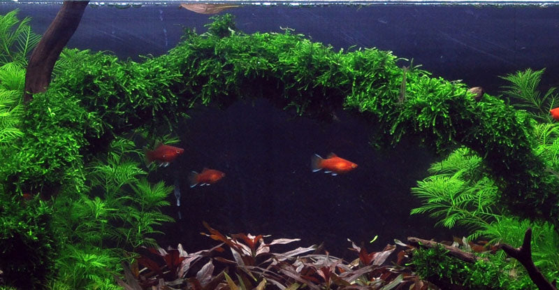 Vesicularia ferriei 'Weeping Moss'