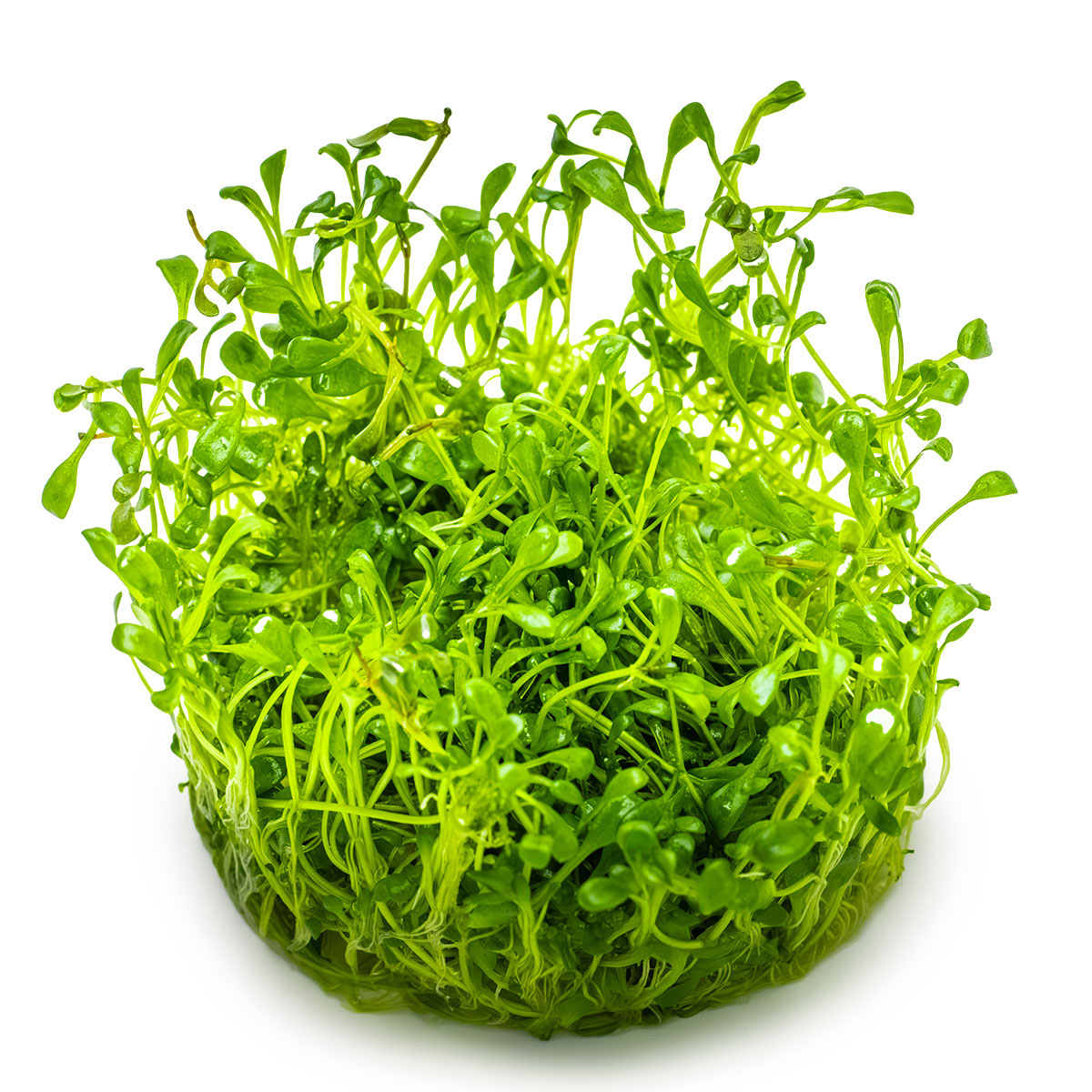 Glossostigma elatinoides
