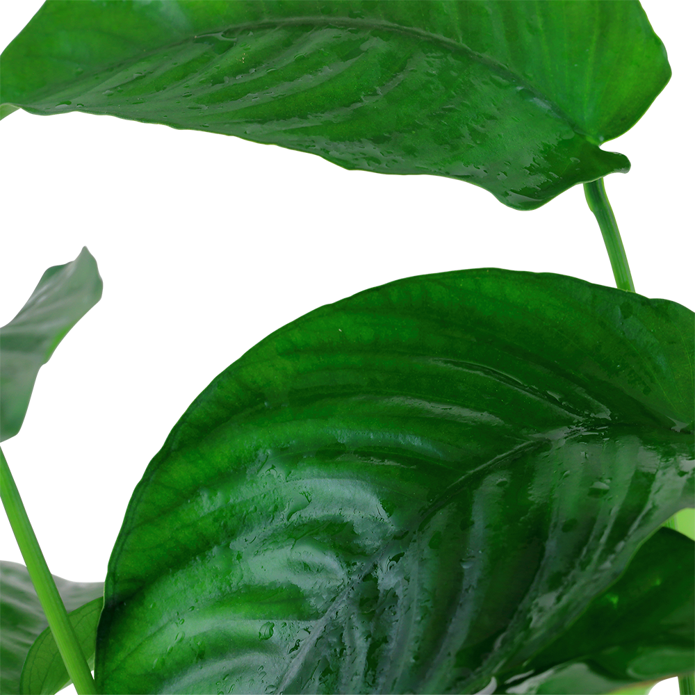 Anubias barteri caladiifolia