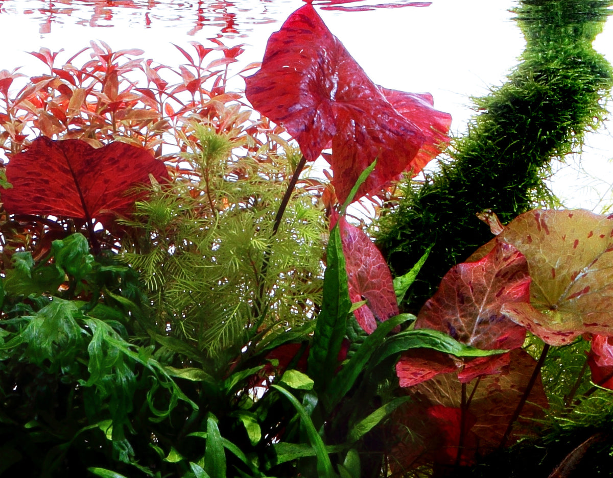 Nymphaea lotus