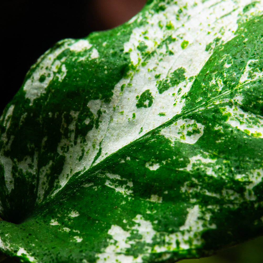 Anubias barteri var. nana 'Pinto'