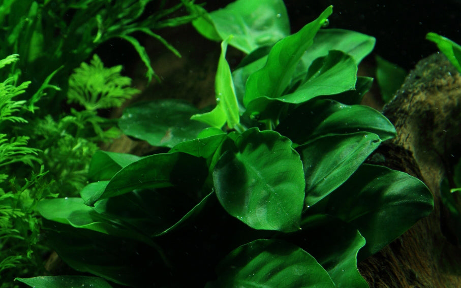 Anubias barteri nana