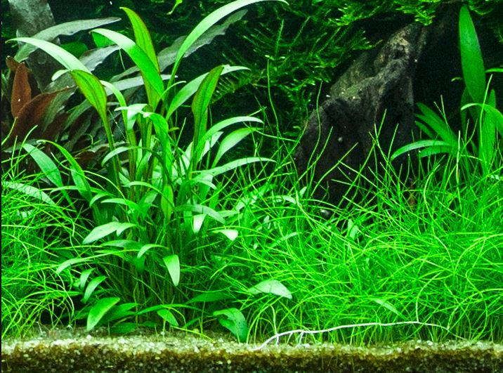 Cryptocoryne x willisii