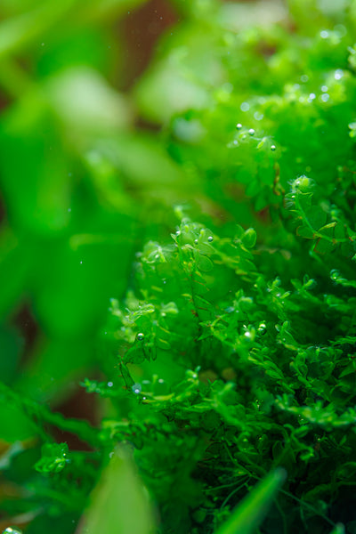 Solenostoma tetragonum 'Pearl Moss'