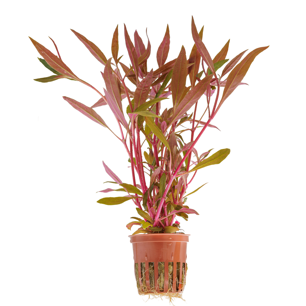 Alternanthera reineckii 'Pink'