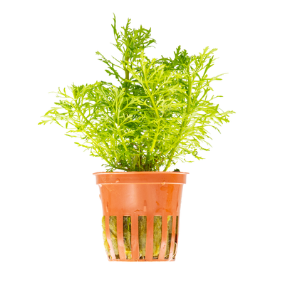 Limnophila aquatica