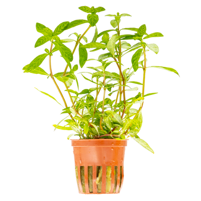 Hygrophila polysperma 'Rosanervig'