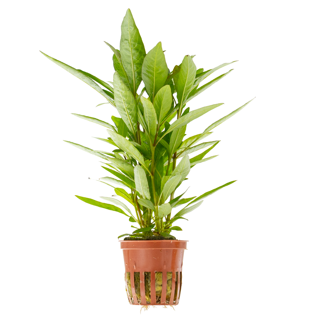Hygrophila corymbosa 'Stricta'