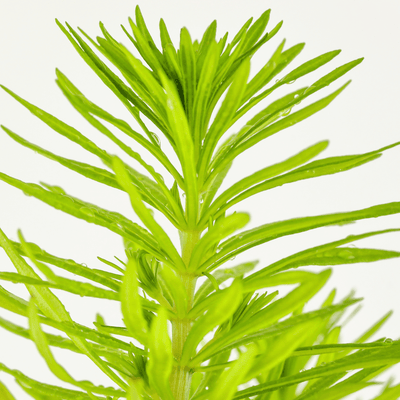 Pogostemon deccanensis