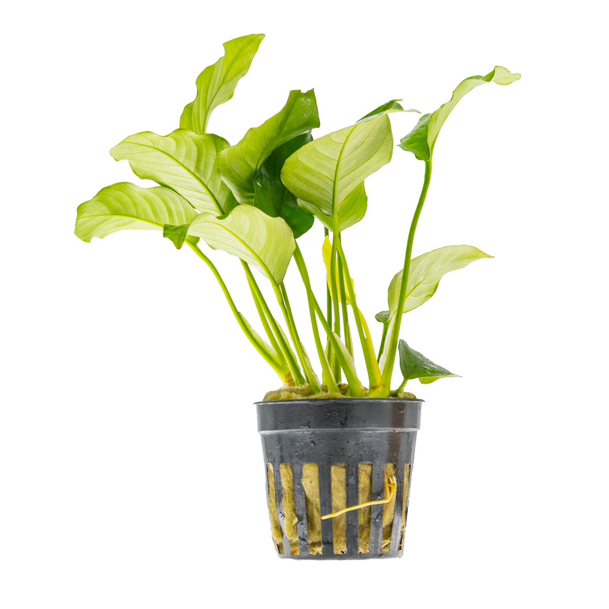 Anubias barteri var. barteri