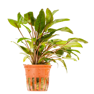 Cryptocoryne wendtii 'Tropica'