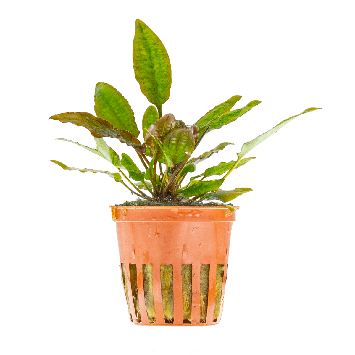 Cryptocoryne usteriana