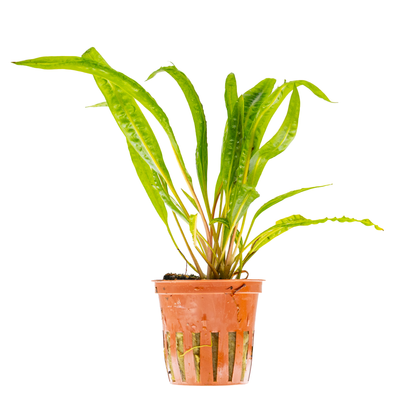 Cryptocoryne crispatula
