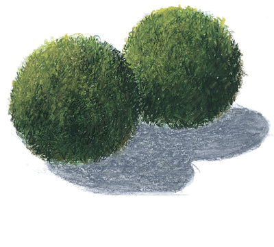 Aegagropila linnaei