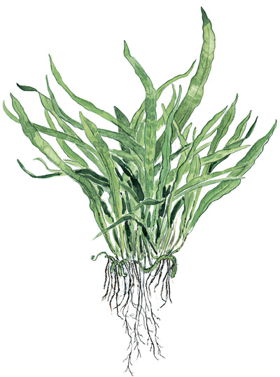 Microsorum pteropus 'Narrow'