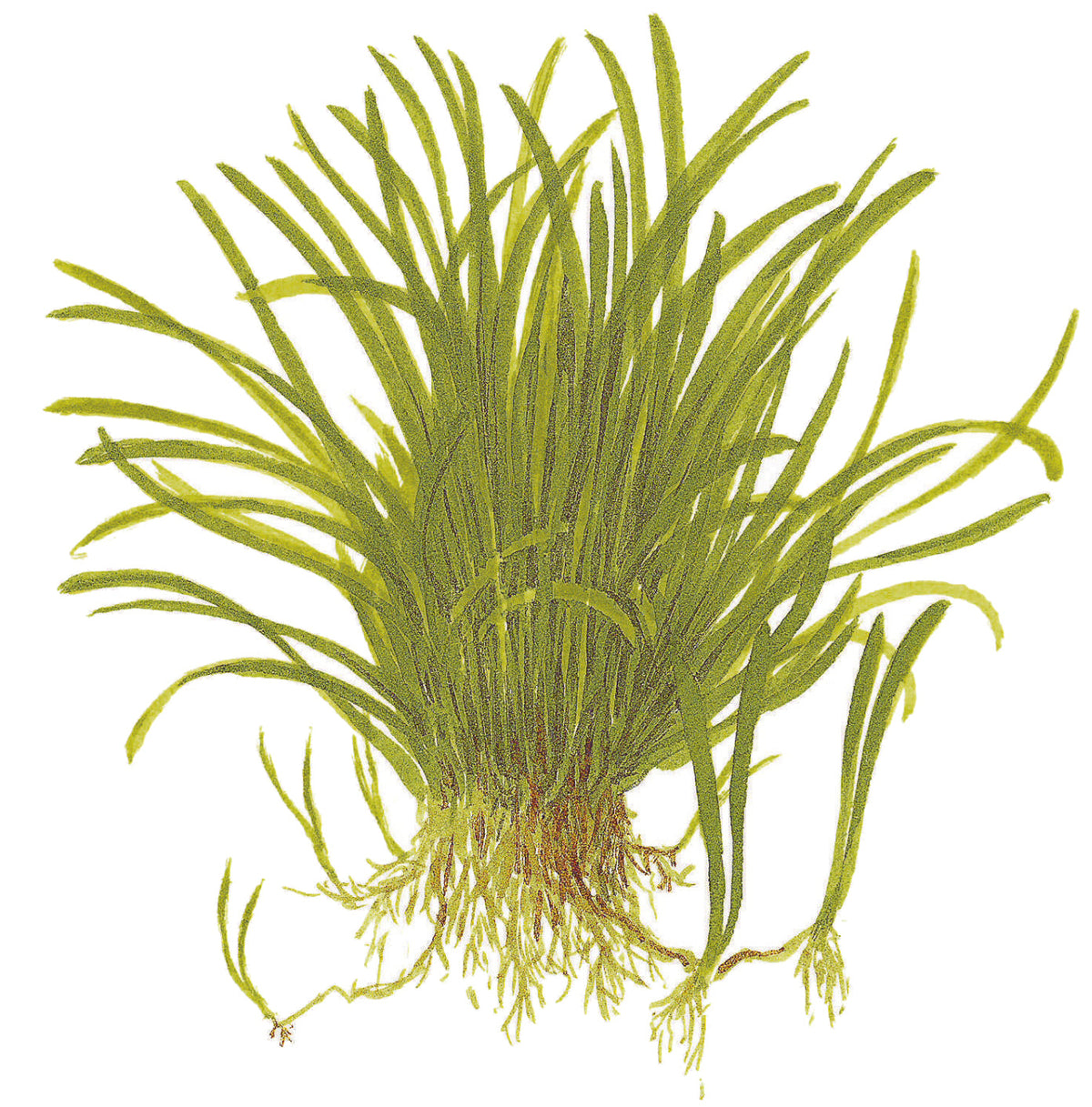 Lilaeopsis brasiliensis