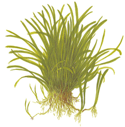 Lilaeopsis brasiliensis