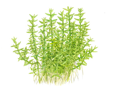 Gratiola viscidula