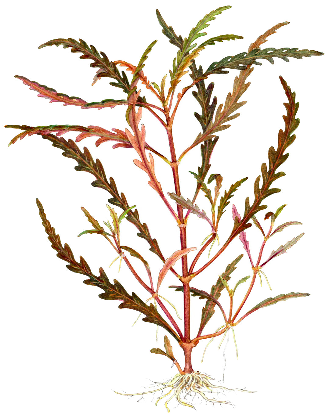 Hygrophila pinnatifida & moss