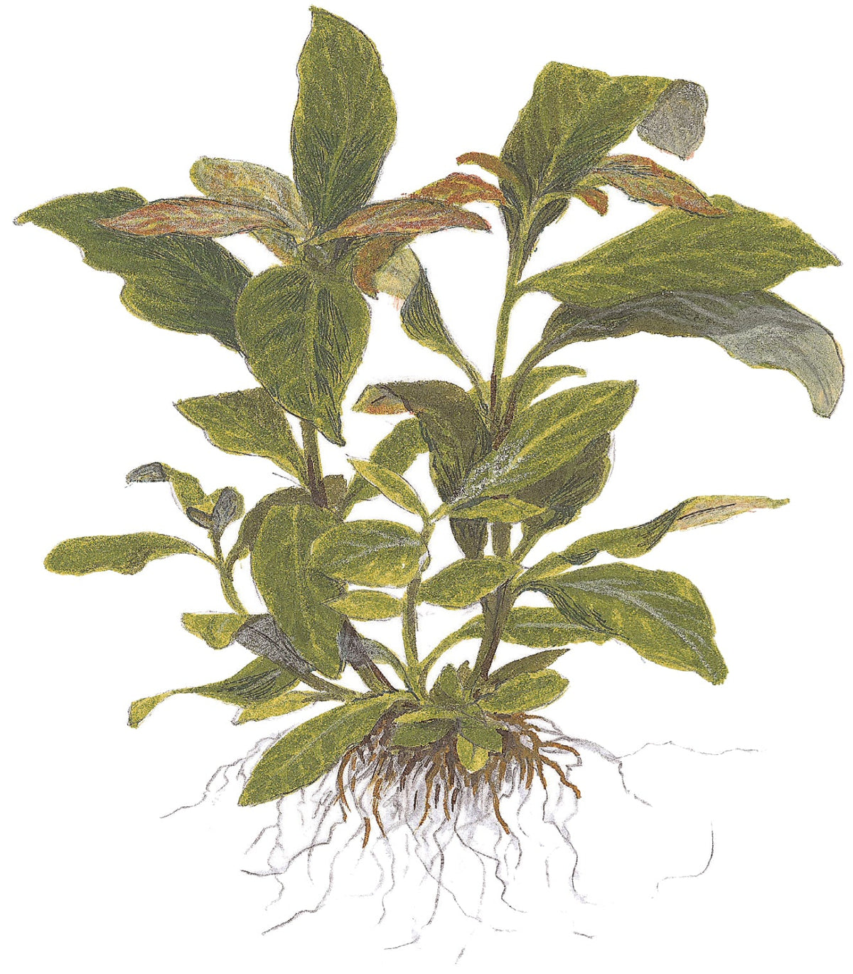 Hygrophila corymbosa 'Stricta'