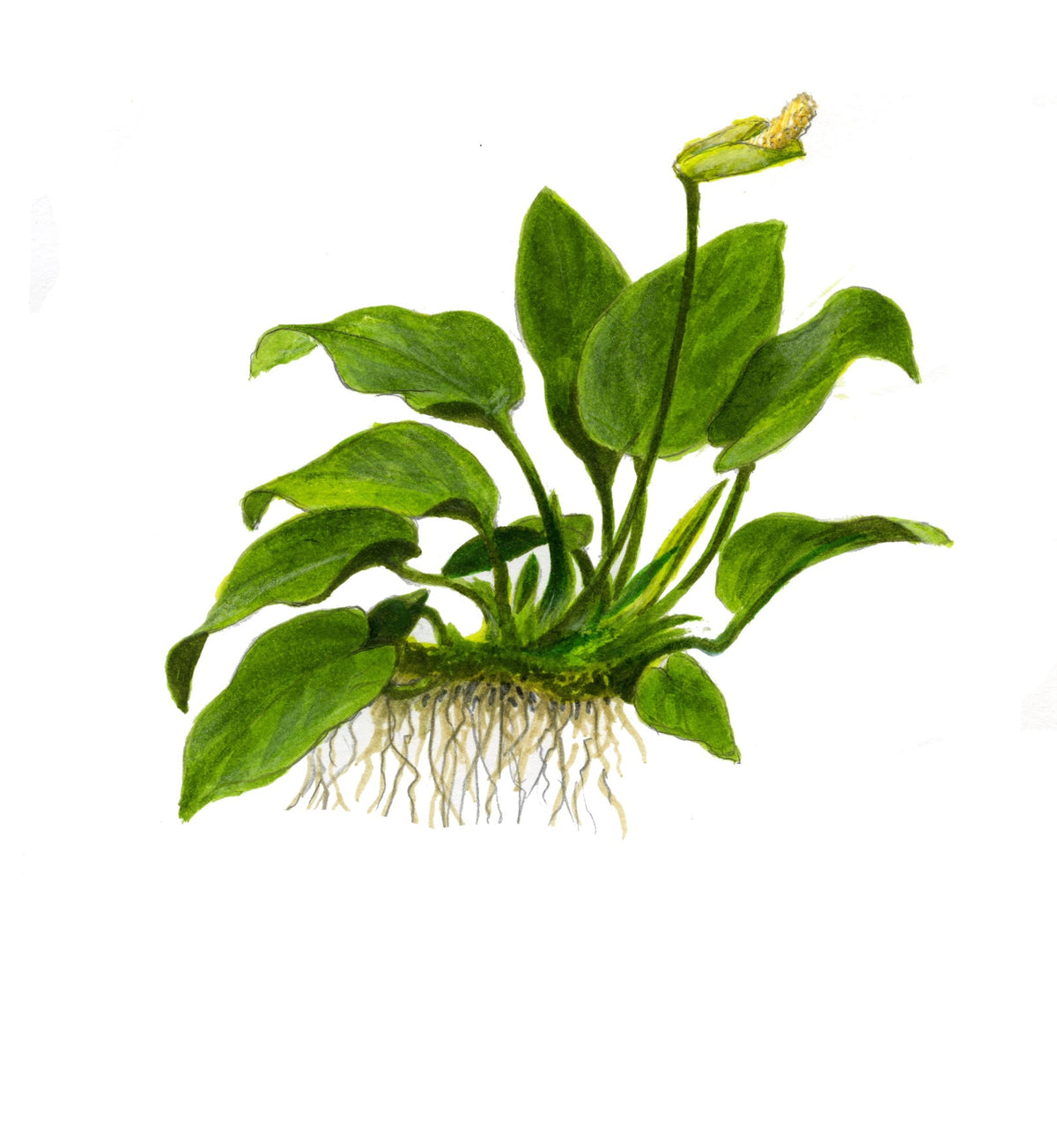 Anubias barteri var. nana 'Large'