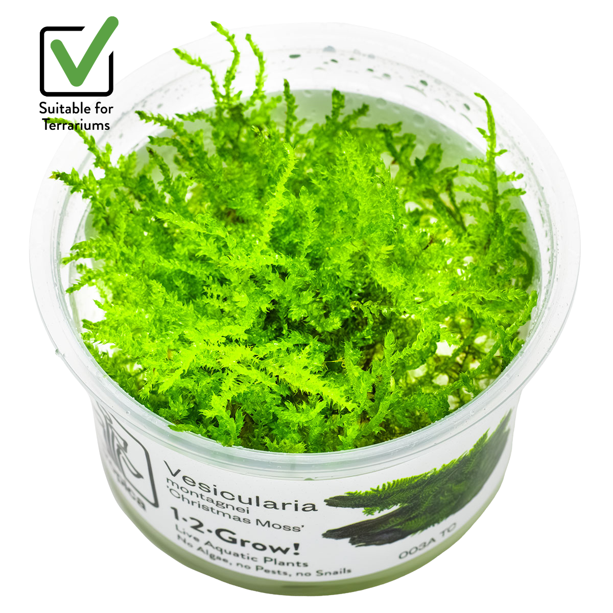 Vesicularia montagnei 'Christmas Moss'