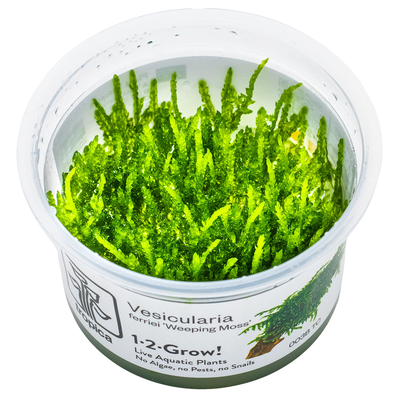 Vesicularia ferriei 'Weeping Moss'