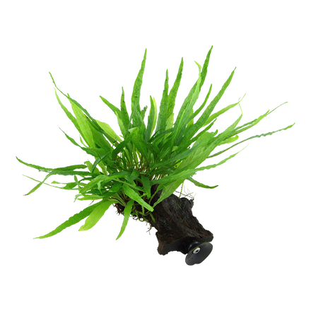 Microsorum pteropus 'Narrow'