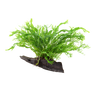 Microsorum pteropus 'Windeløv'