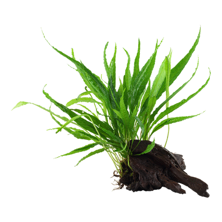Microsorum pteropus