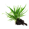 Microsorum pteropus