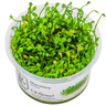 Marsilea minuta